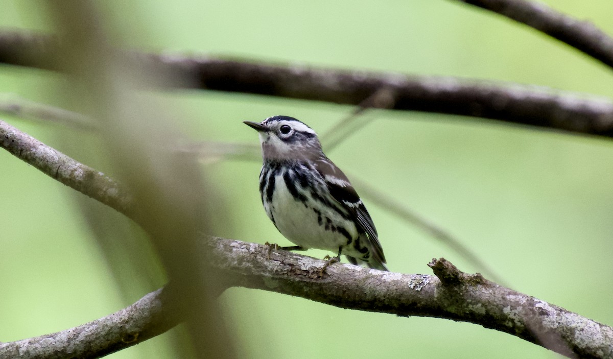 Black-and-white Warbler - ML618147425