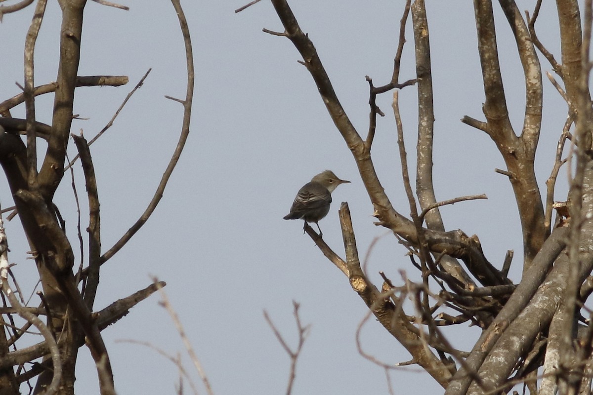 Olive-tree Warbler - ML618147426