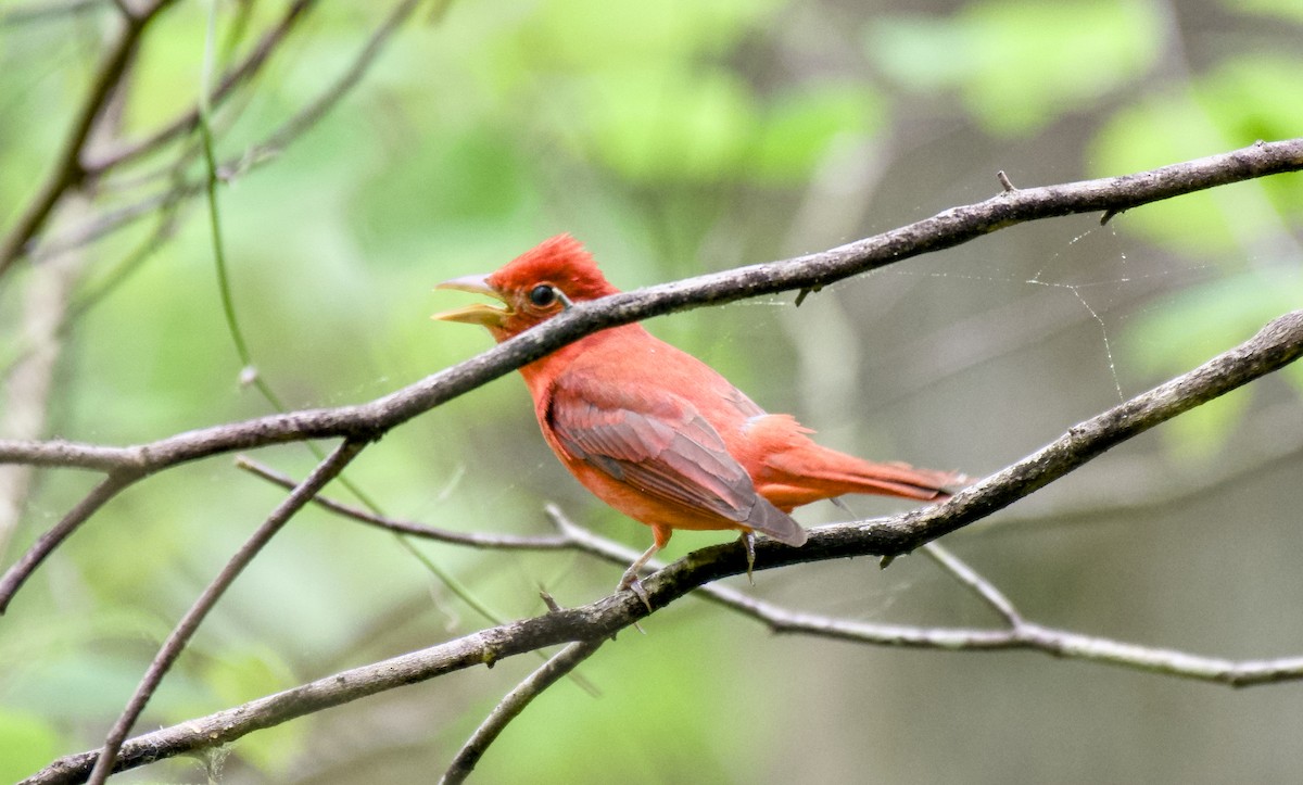 Summer Tanager - Rickey Shive