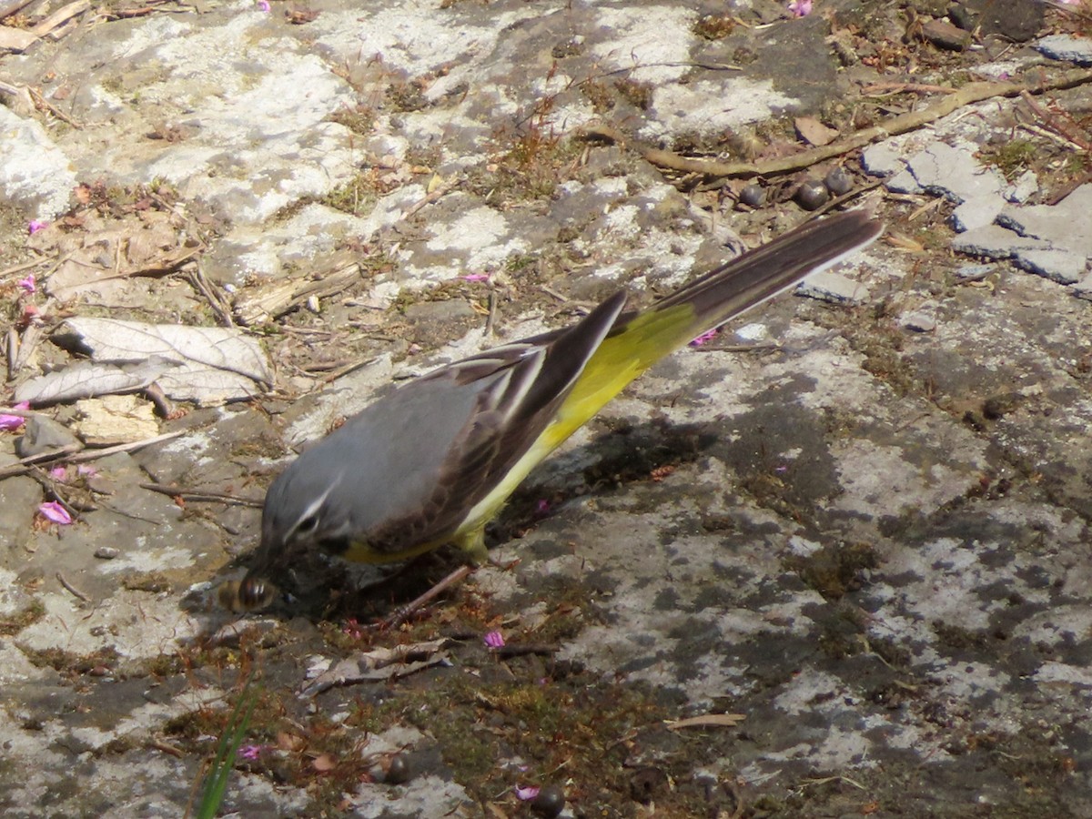 Gray Wagtail - Kseniia Marianna Prondzynska