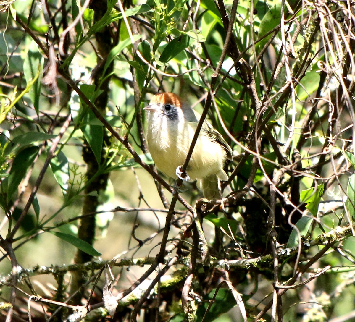 Rufous-crowned Greenlet - Feliciano Lumini