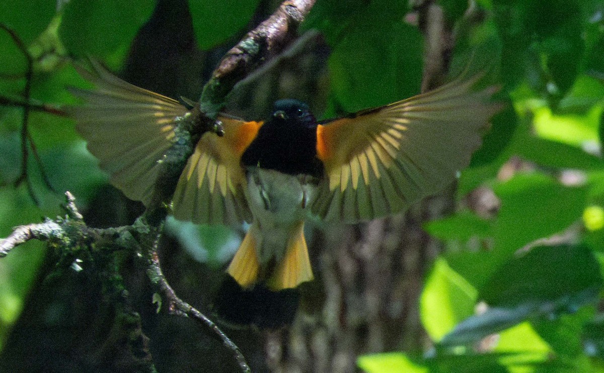 American Redstart - Rachel Zierzow