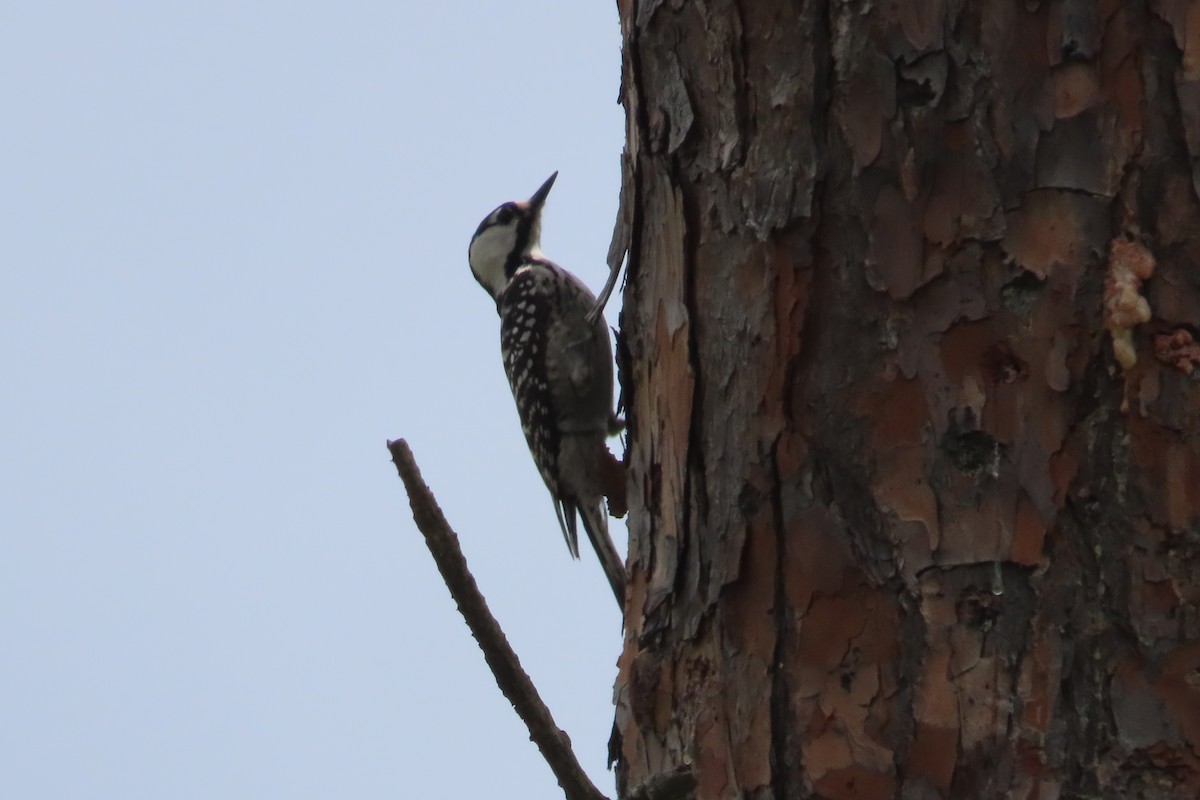 Red-cockaded Woodpecker - ML618147459