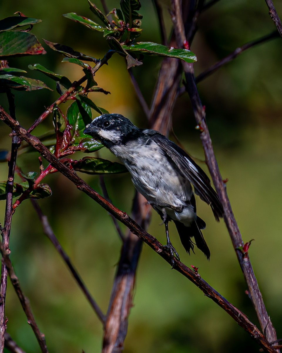 Lined Seedeater - Victor Pássaro