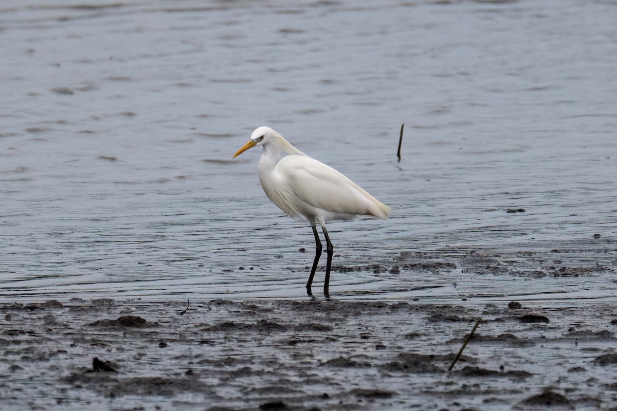 Chinese Egret - Peter Chen