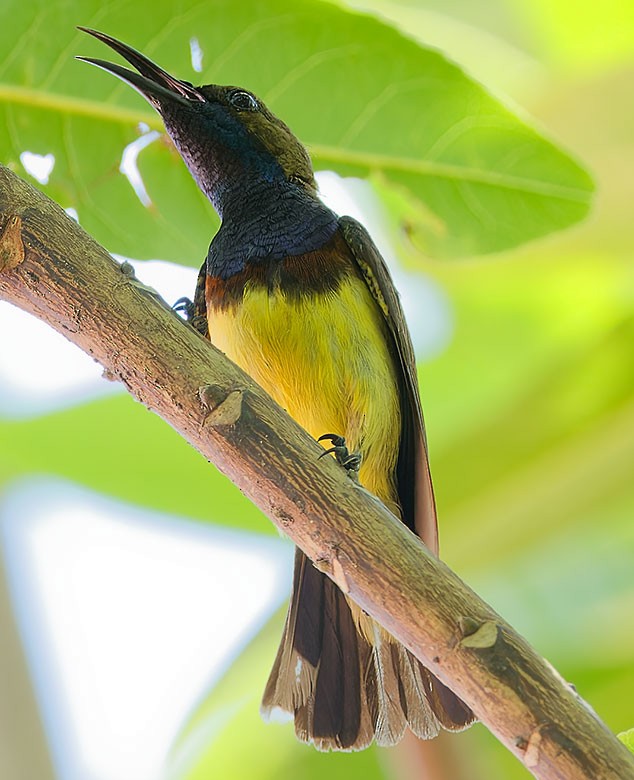 Ornate Sunbird - www.aladdin .st