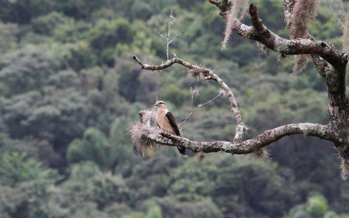 Yellow-headed Caracara - Juliana Hiendlmayer