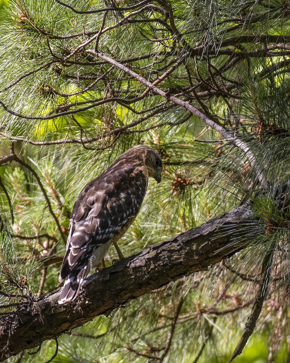 Red-shouldered Hawk - Steven Genkins