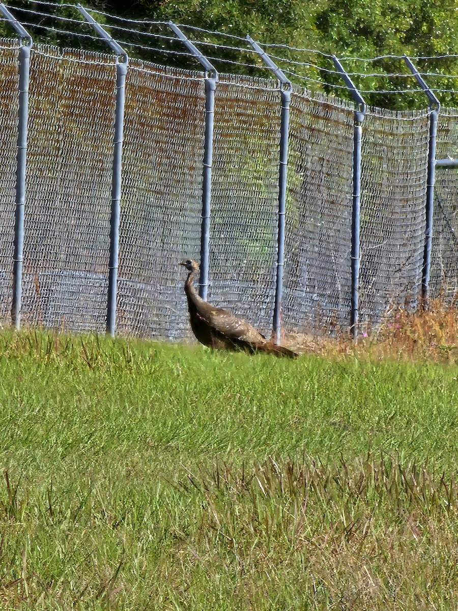 Wild Turkey - Michael Baker