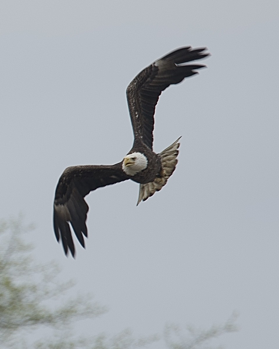 Bald Eagle - Dave Burgevin