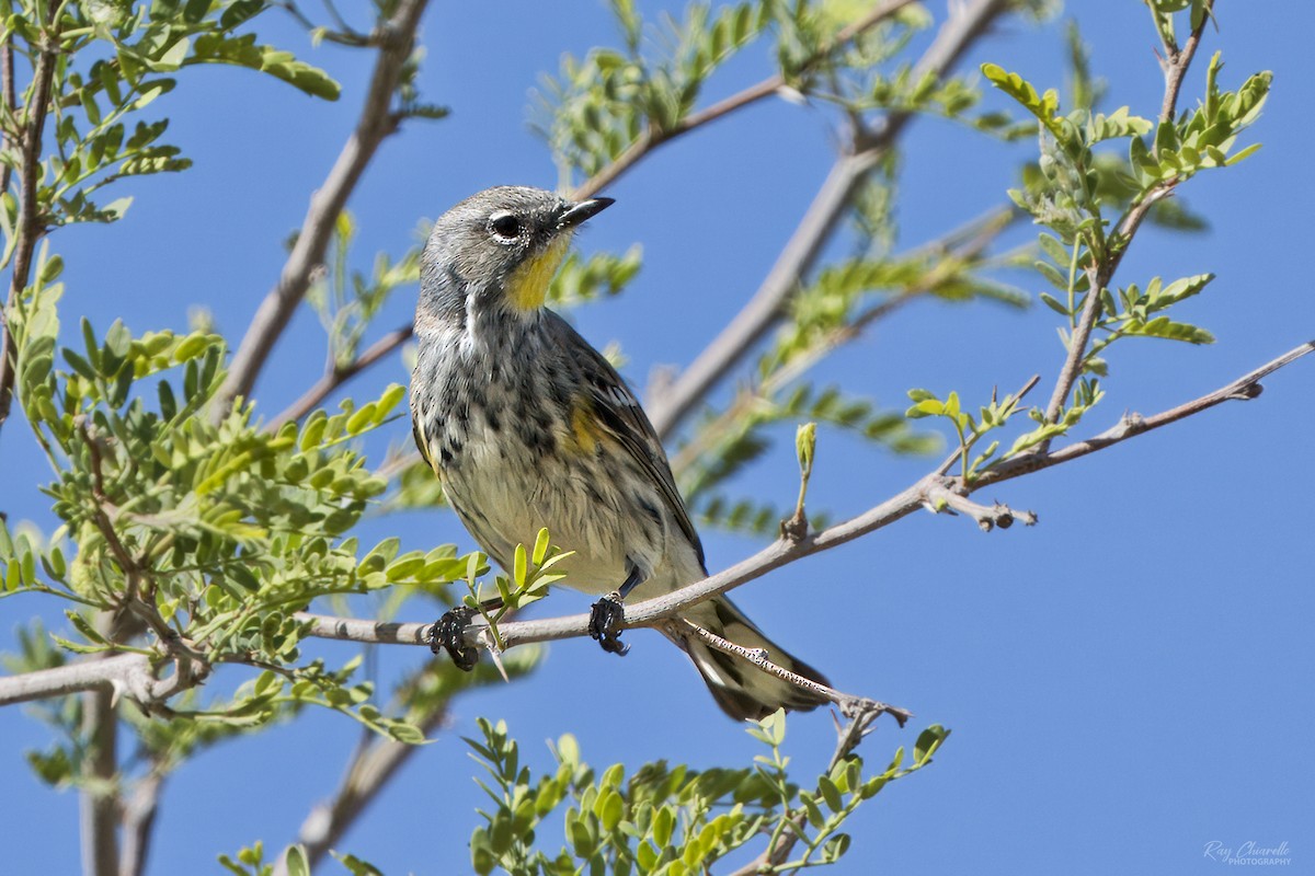 Yellow-rumped Warbler (Audubon's) - Ray Chiarello