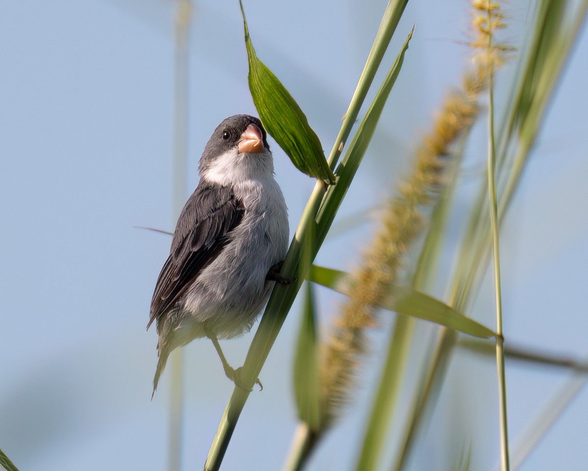 White-bellied Seedeater - Victor Pássaro