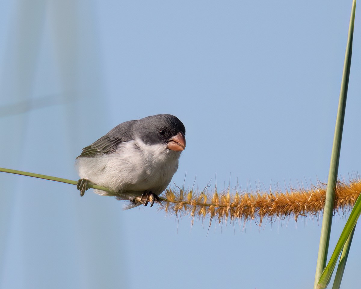 White-bellied Seedeater - Victor Pássaro