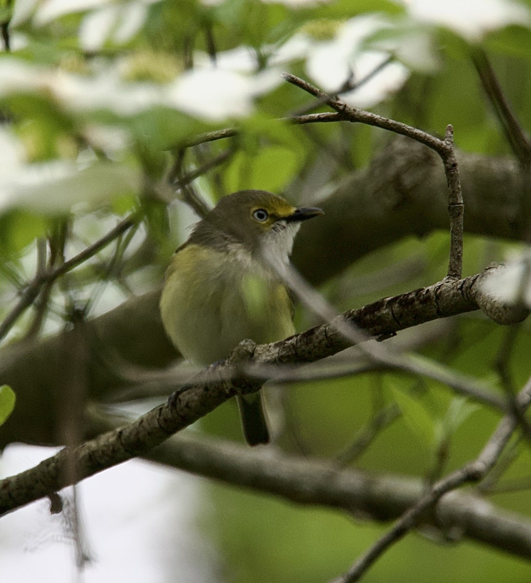 White-eyed Vireo - Dave Burgevin