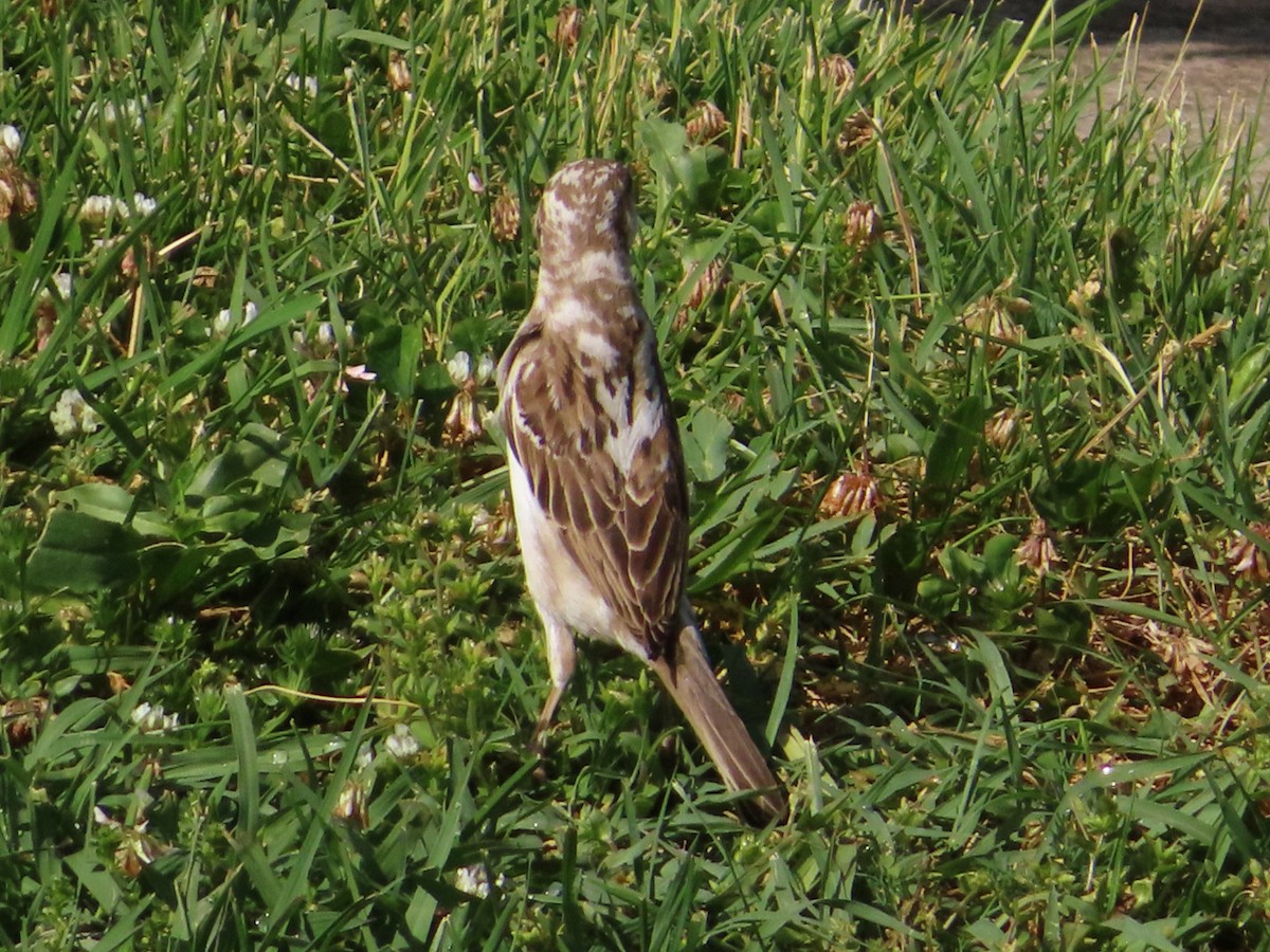 House Sparrow - Kseniia Marianna Prondzynska