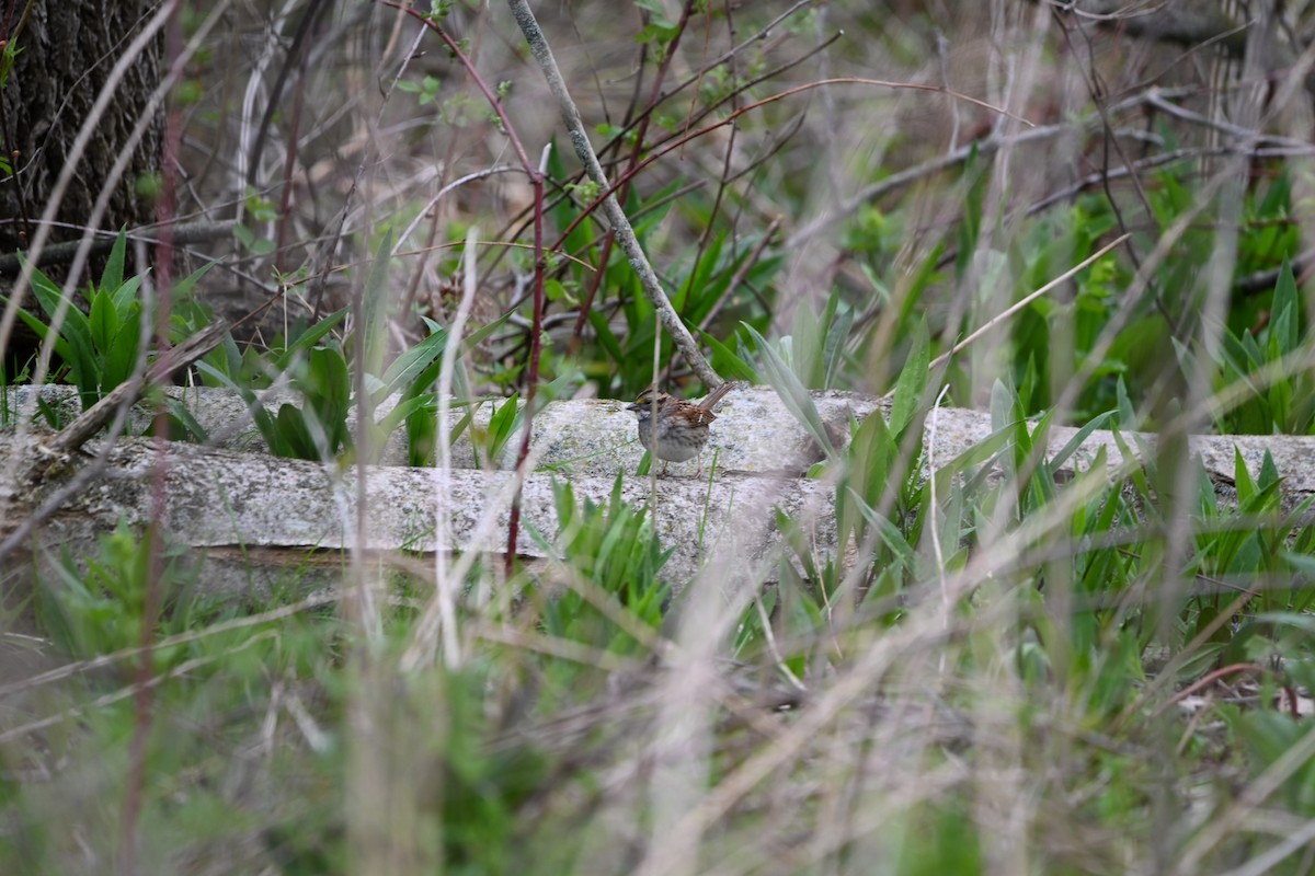 White-throated Sparrow - Julia McGilliard