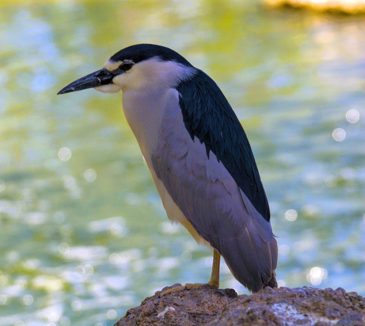 Black-crowned Night Heron - Don Carney