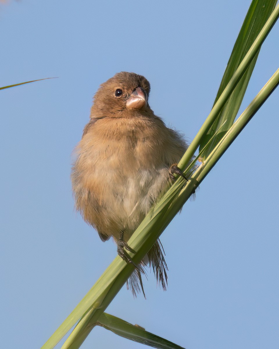 White-bellied Seedeater - Victor Pássaro