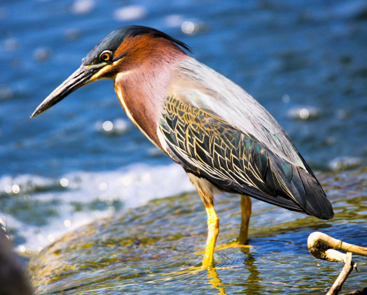 Green Heron - ML618147597