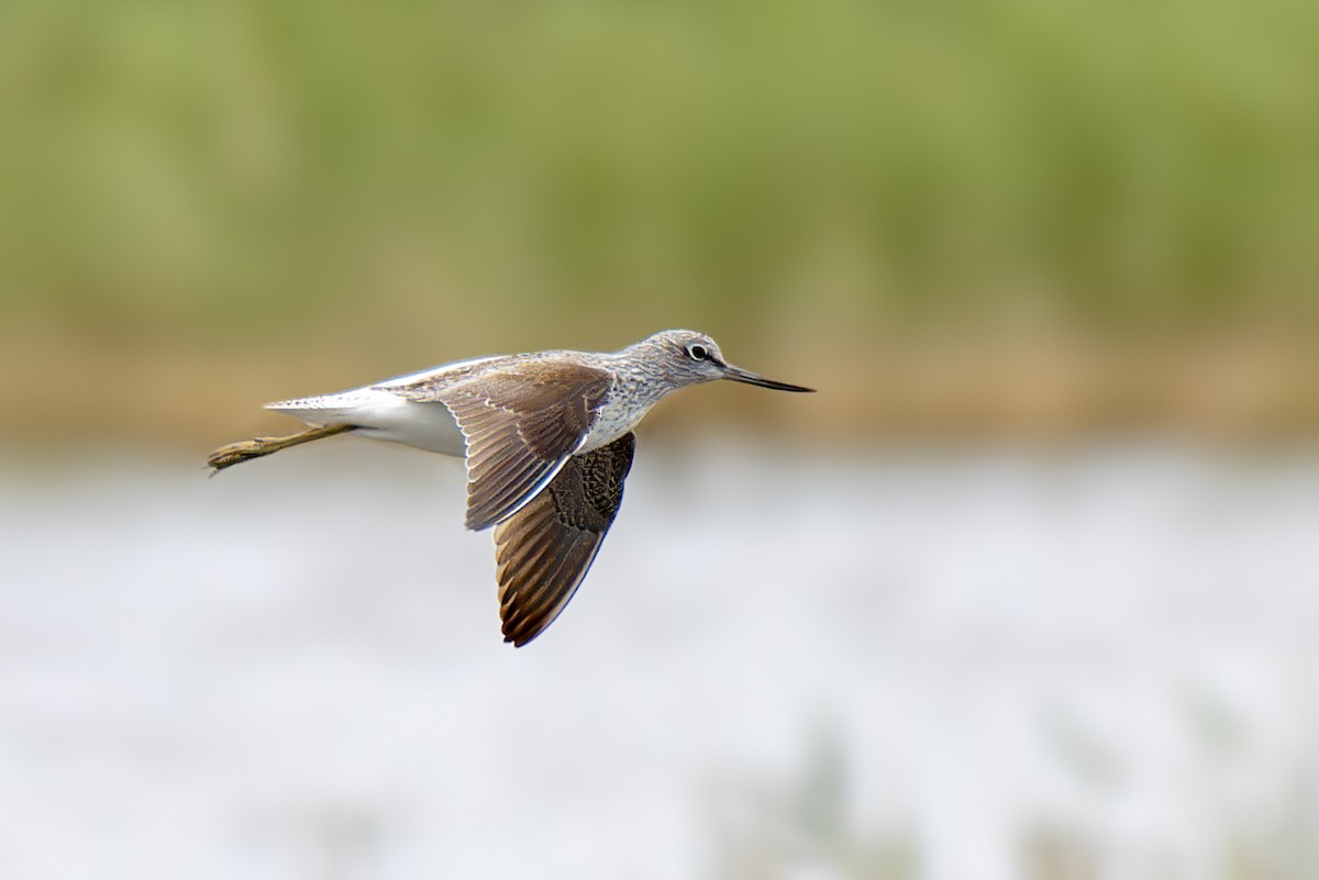 Common Greenshank - Martí  Mendez