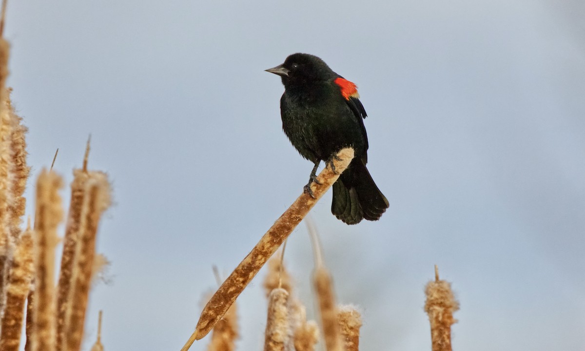 Red-winged Blackbird (Red-winged) - Joel Weatherly