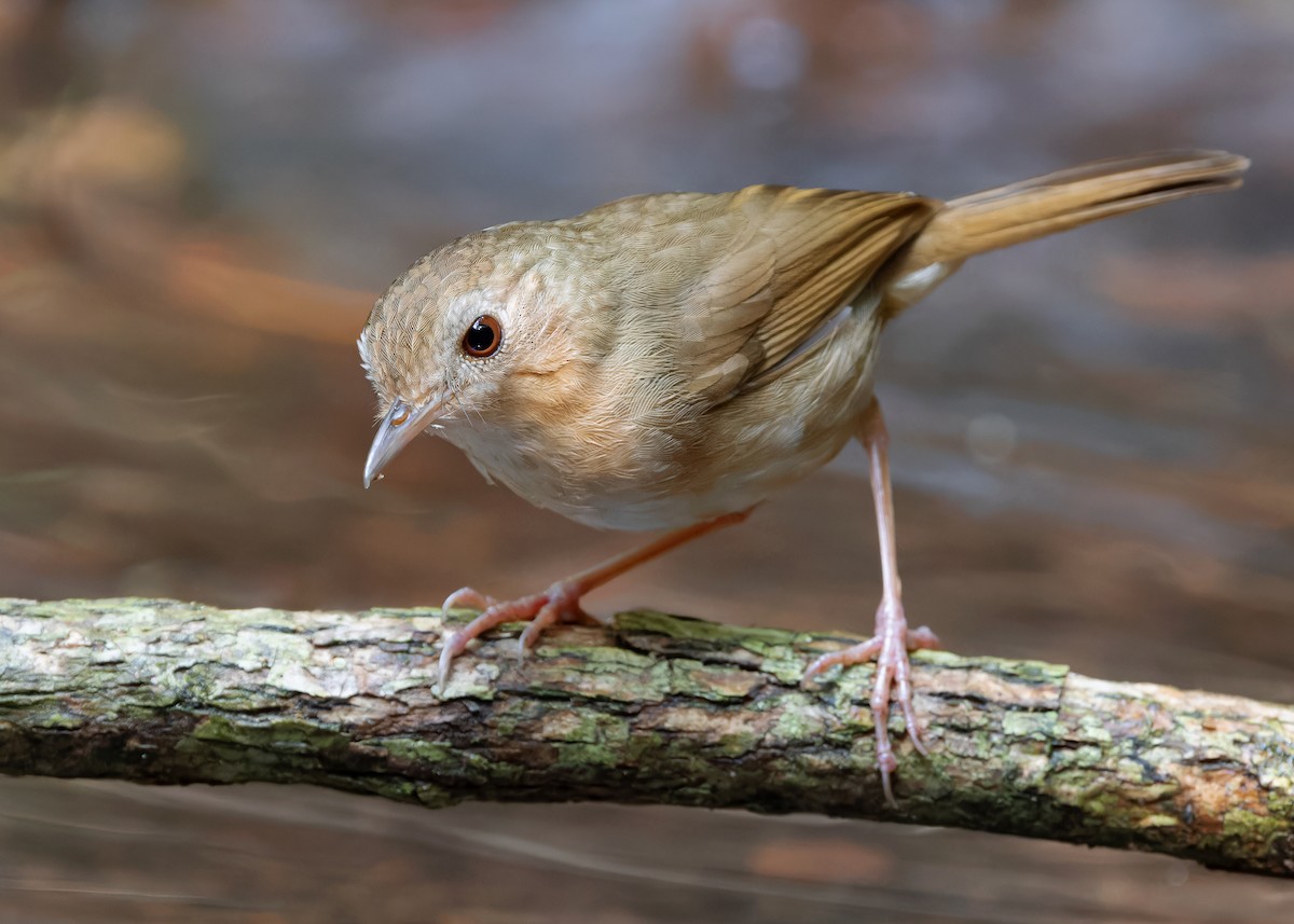 Buff-breasted Babbler - ML618147622