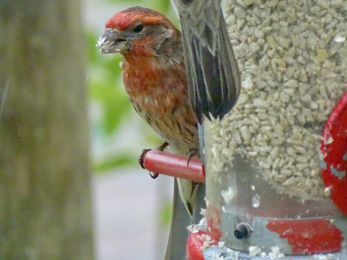 House Finch - Amelia Preston