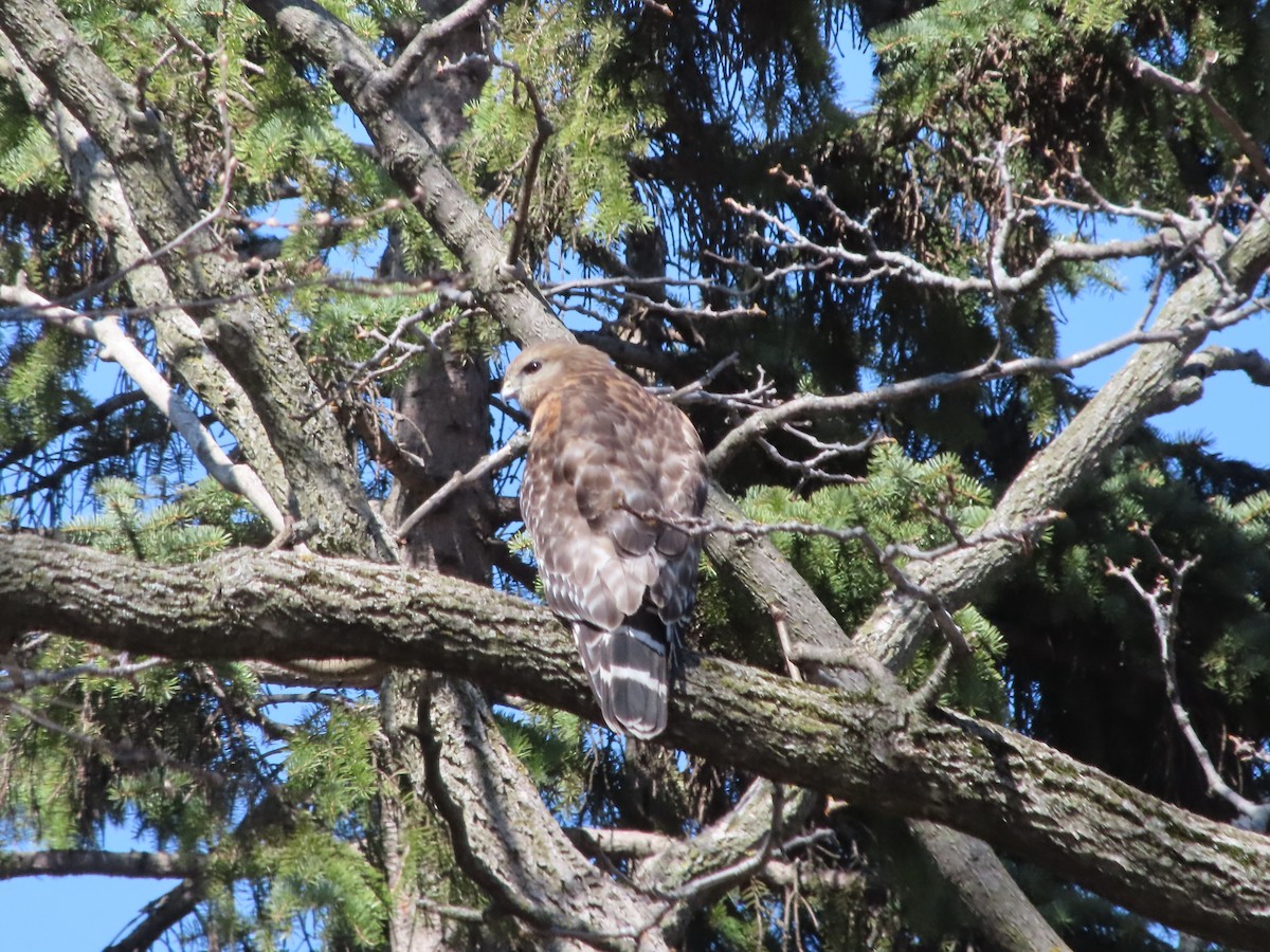 Red-shouldered Hawk - Michel Boyer