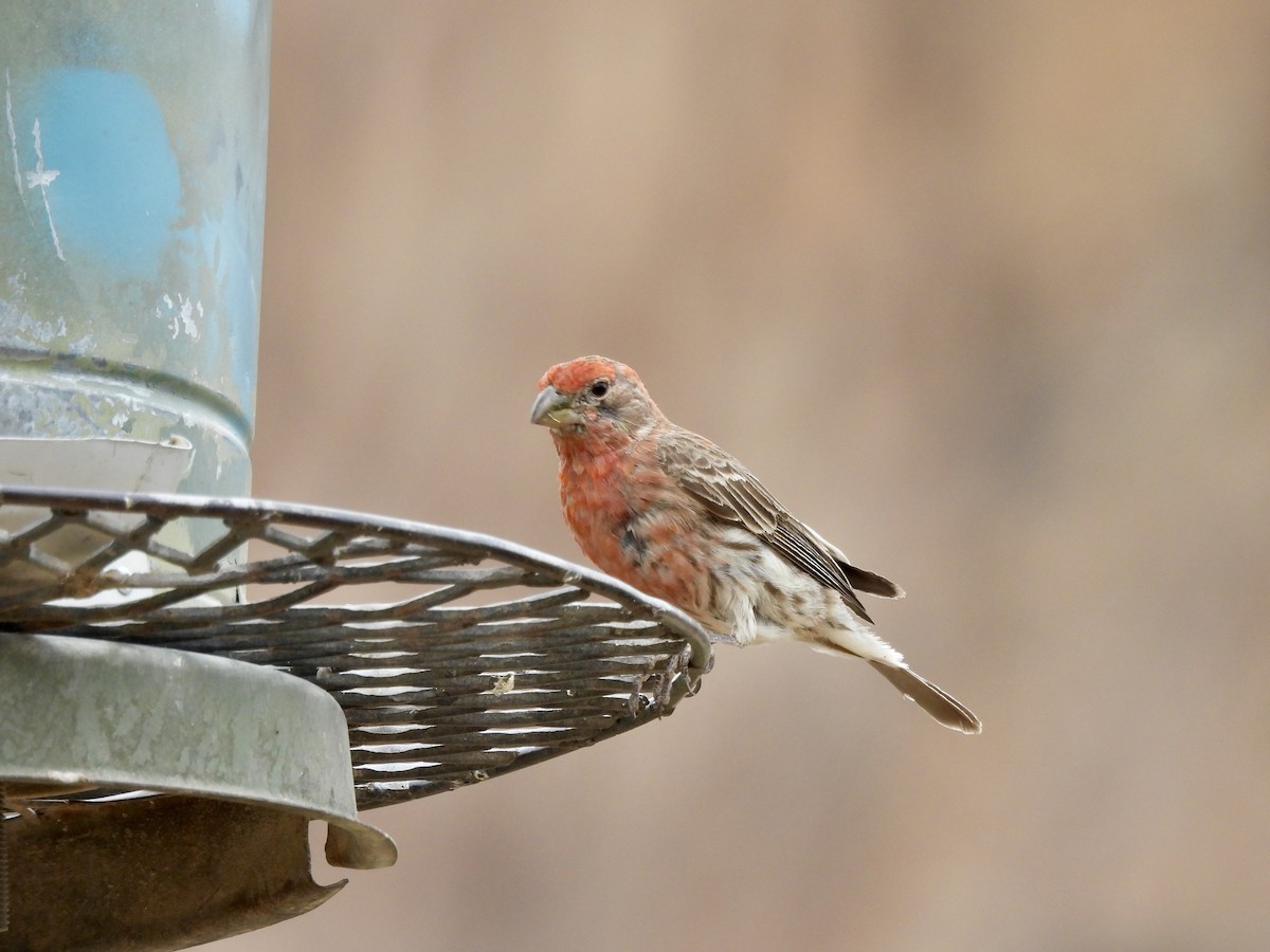 House Finch - Bev Kronisch