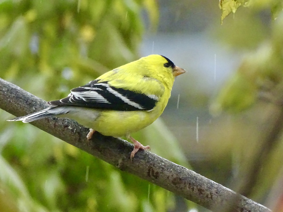 American Goldfinch - Amelia Preston