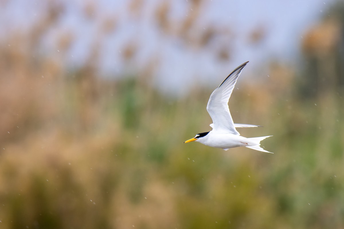 Little Tern - Martí  Mendez