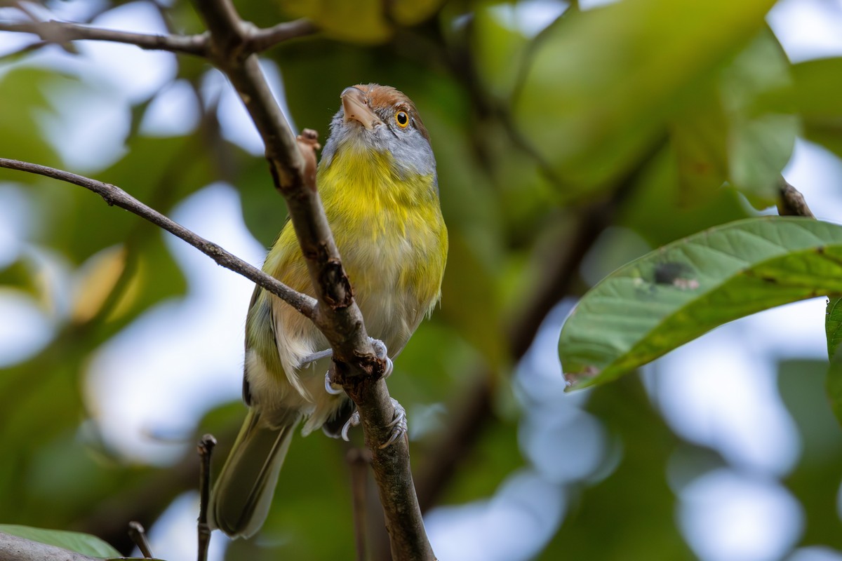 Rufous-browed Peppershrike - Gustavo Dallaqua