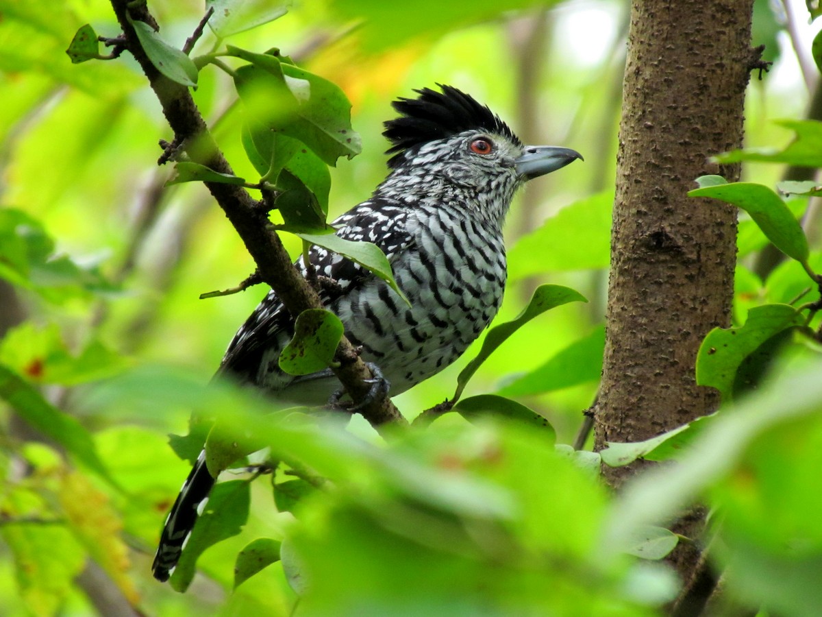 Barred Antshrike (Caatinga) - André Netto