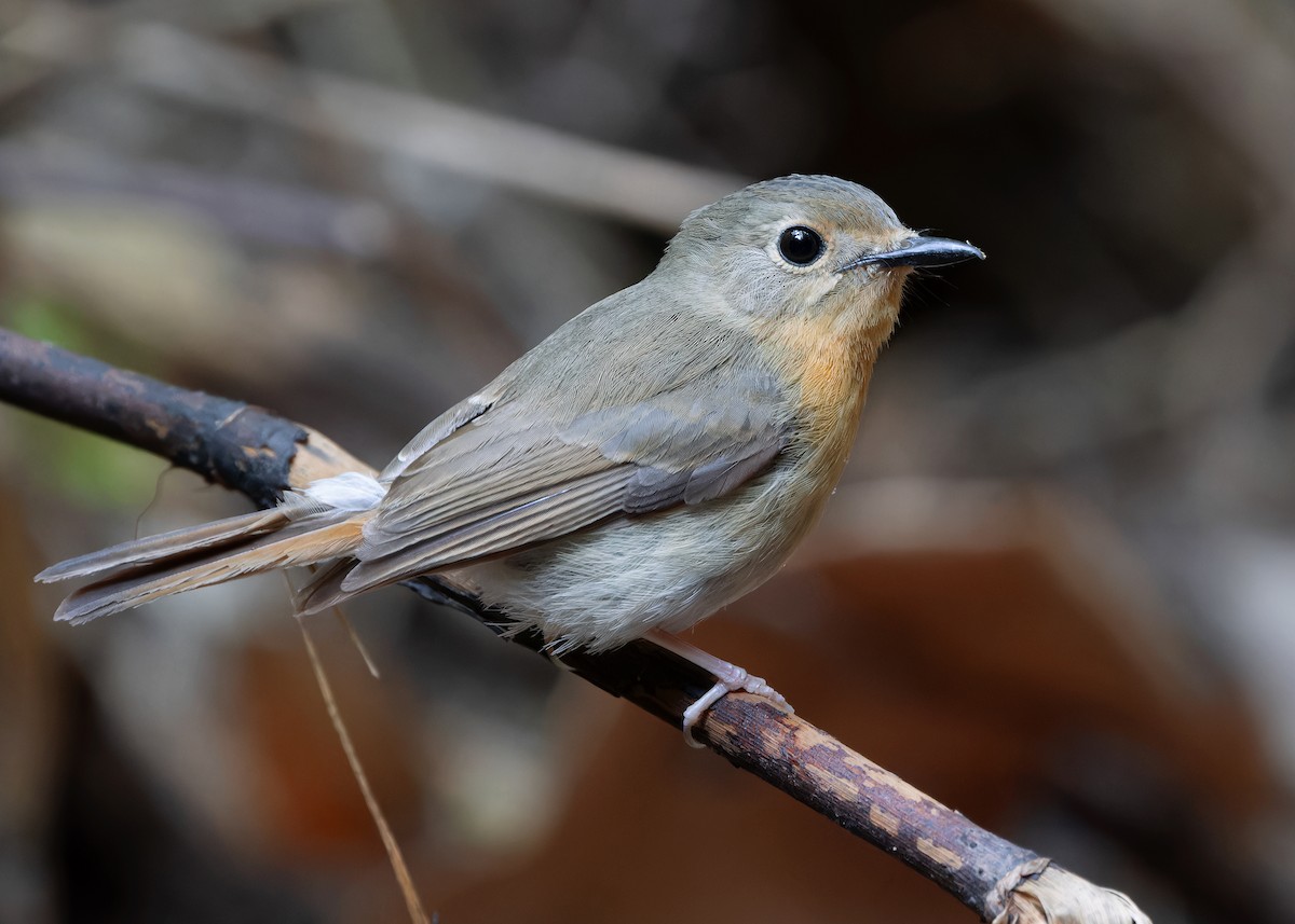 Hill Blue Flycatcher - Ayuwat Jearwattanakanok