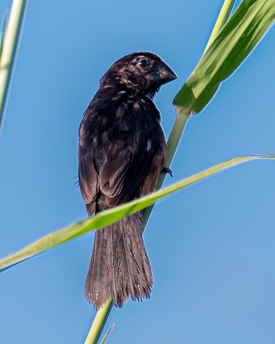 Chestnut-bellied Seed-Finch - Victor Pássaro