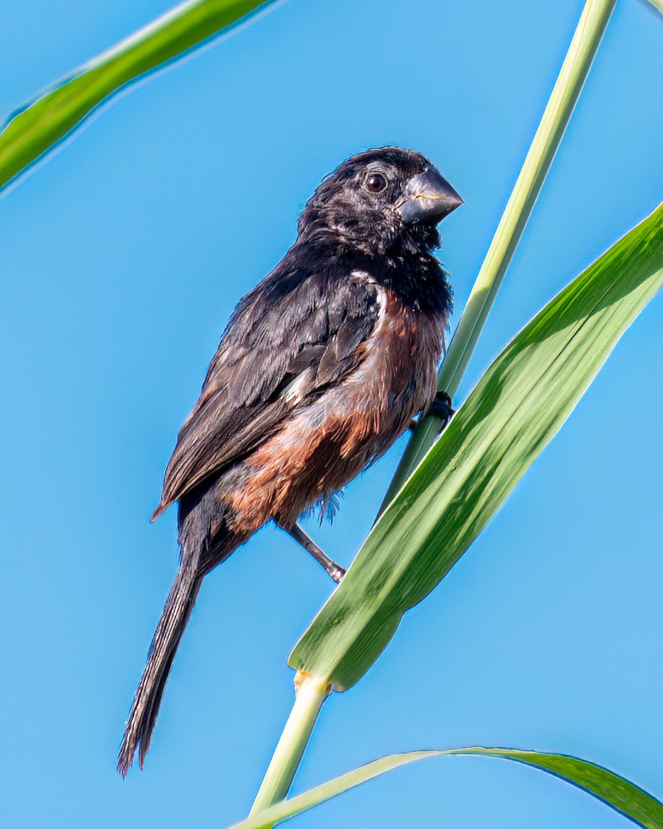 Chestnut-bellied Seed-Finch - Victor Pássaro