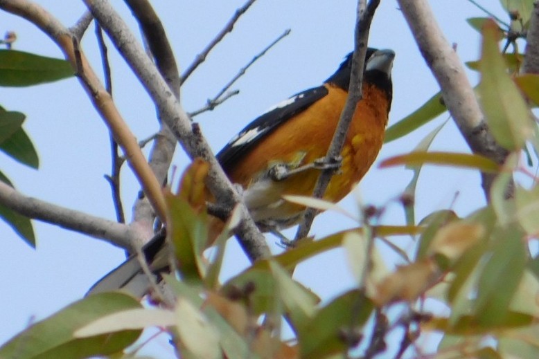 Black-headed Grosbeak - Alberto Paz