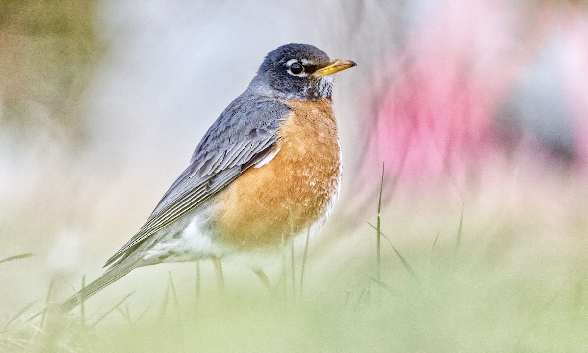 American Robin - Joel Weatherly