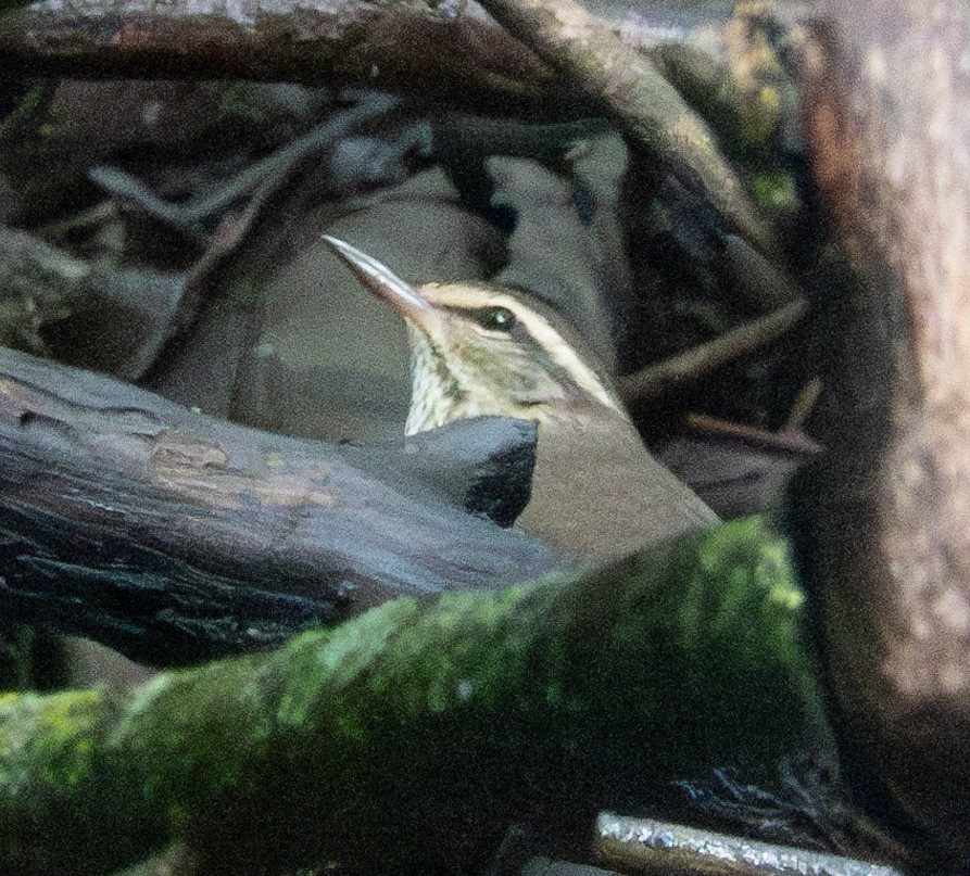 Northern Waterthrush - Rachel Zierzow