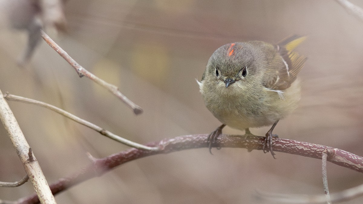 Ruby-crowned Kinglet - Karim Bouzidi