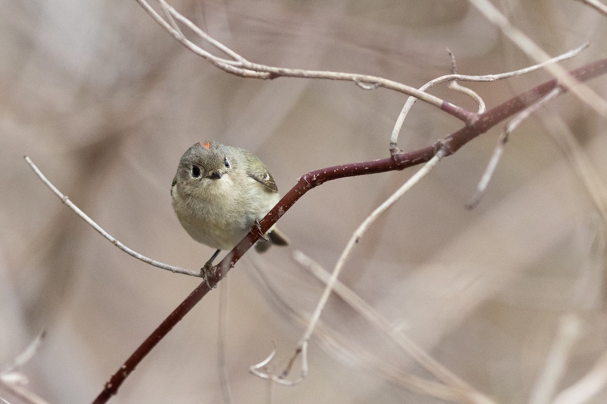 Ruby-crowned Kinglet - Karim Bouzidi