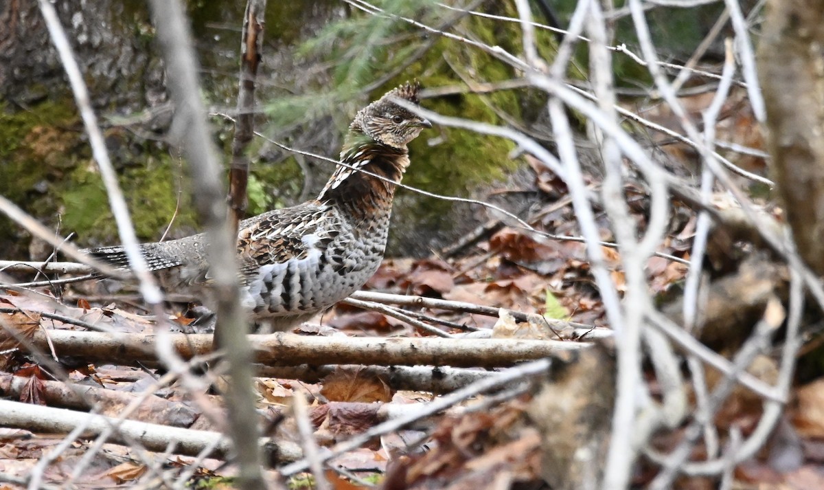 Ruffed Grouse - Yves Morin