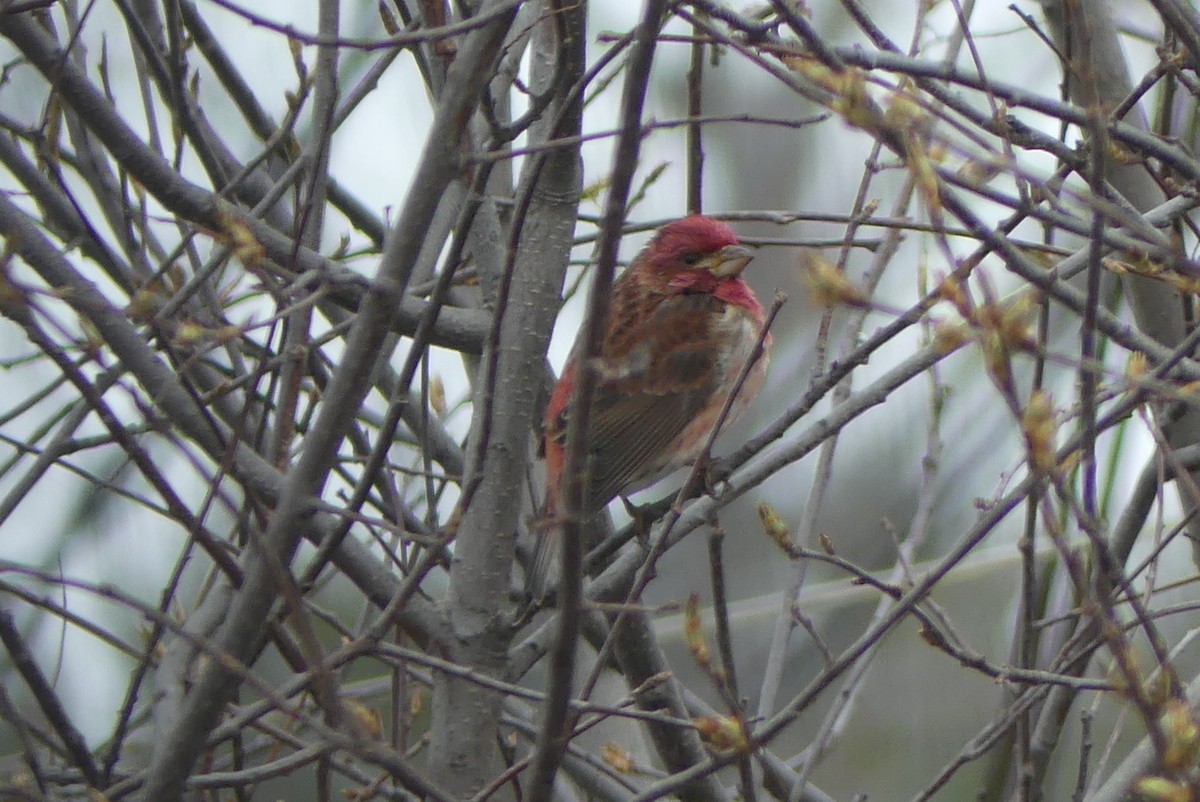 Purple Finch - Roland Bergeron