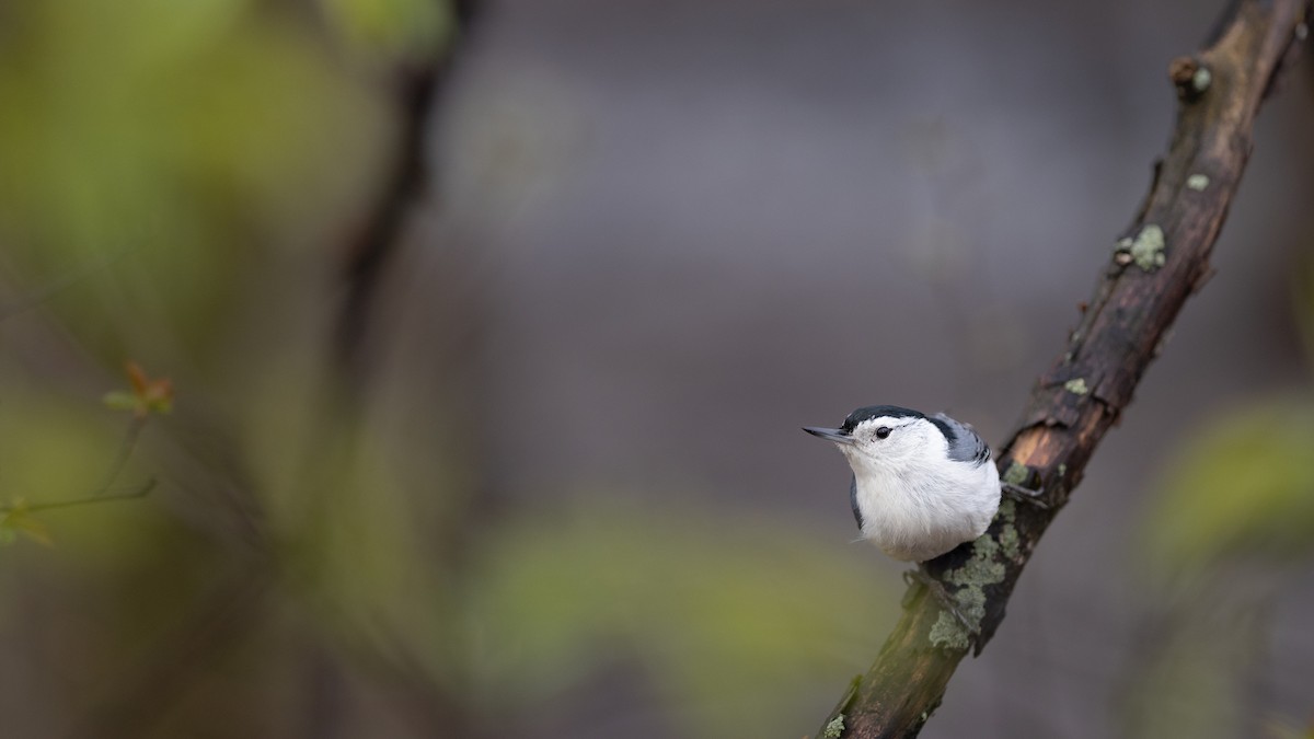 White-breasted Nuthatch - Karim Bouzidi