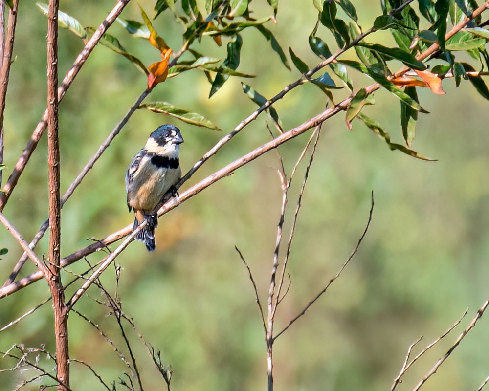 Rusty-collared Seedeater - Victor Pássaro