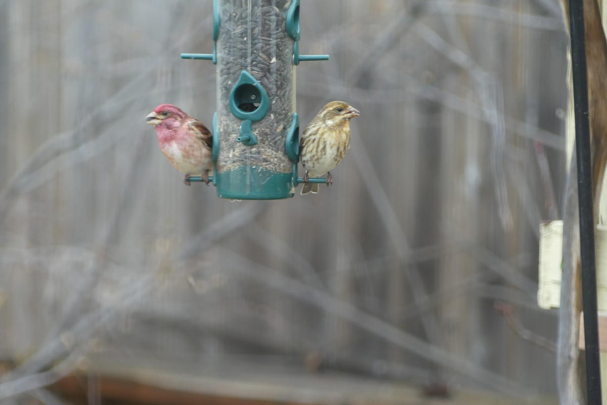 Purple Finch - Roland Bergeron