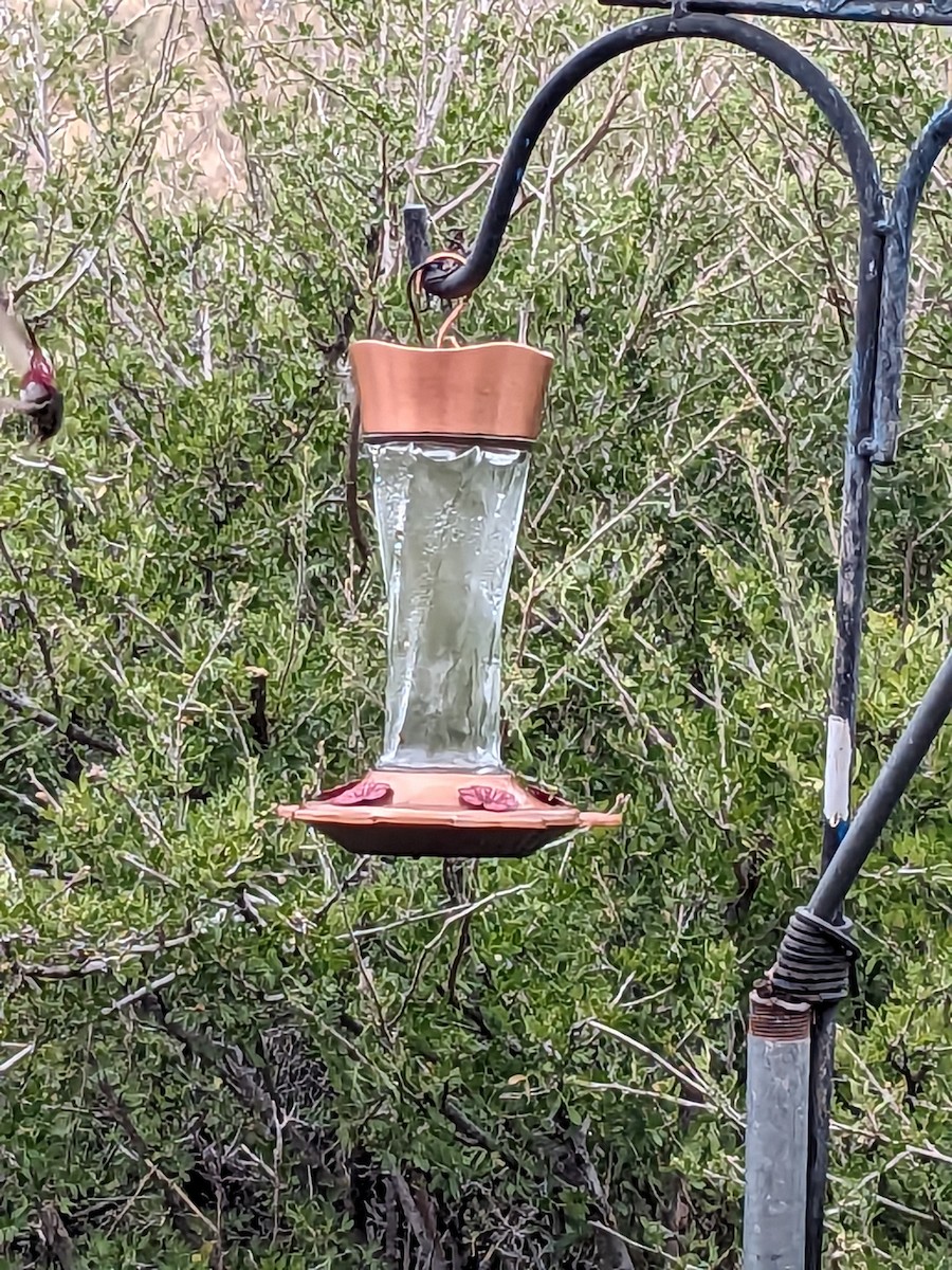 Calliope Hummingbird - ML618147704