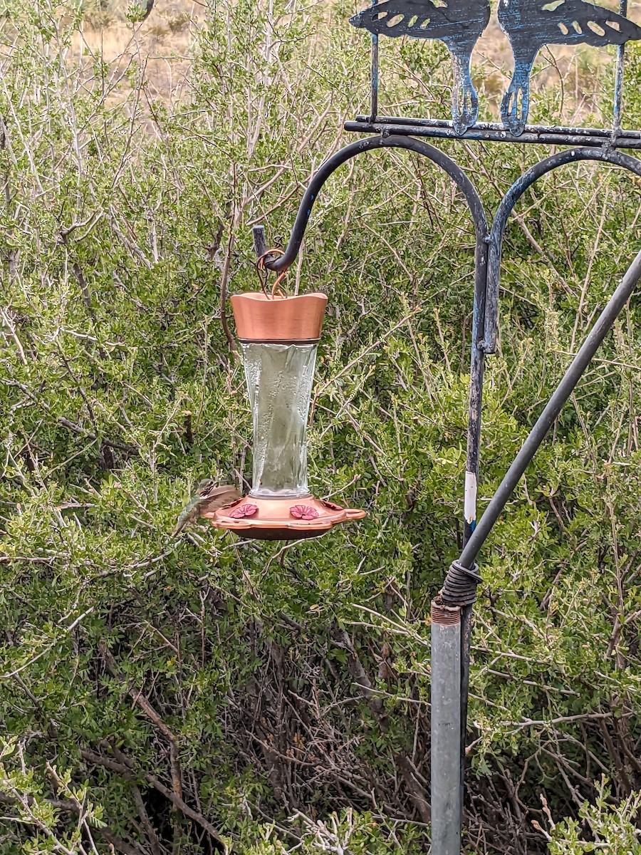 Calliope Hummingbird - ML618147705