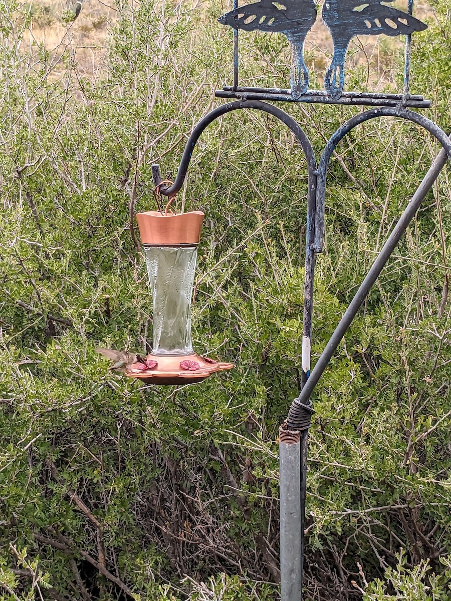 Calliope Hummingbird - ML618147706