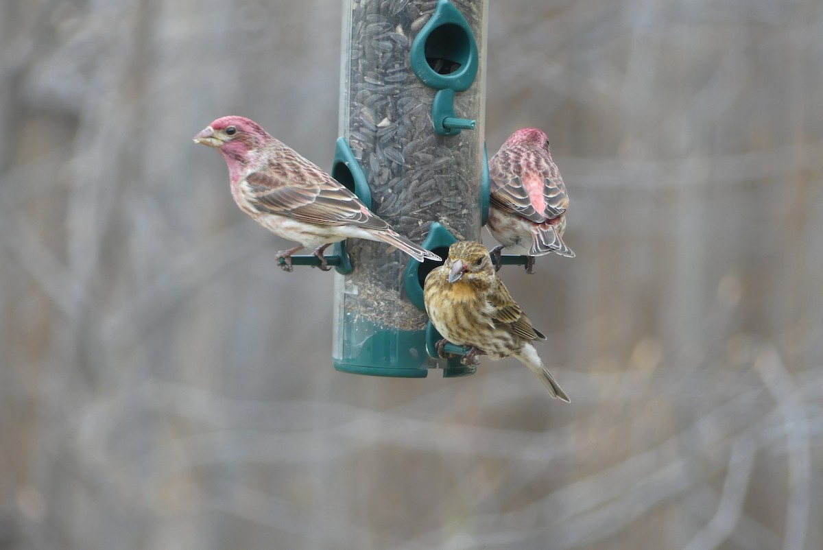 Purple Finch - Roland Bergeron